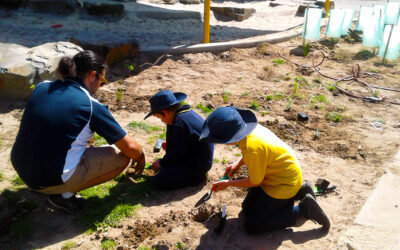 Planting a coastal habitat